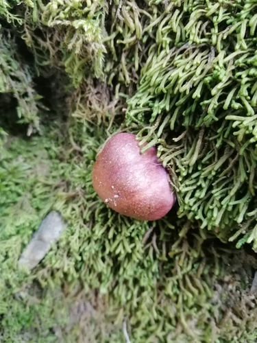 Webcaps