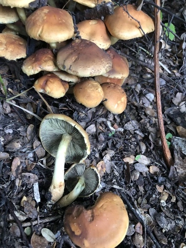 Hypholoma australianum