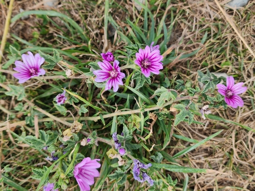 Malva de campo