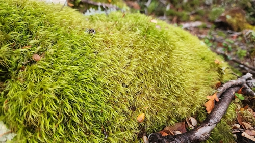 Dicranoloma robustum