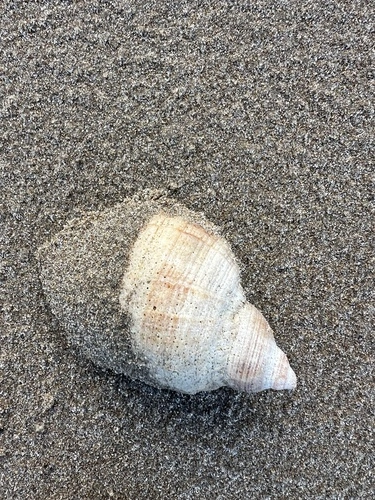 Cart-Rut Shell