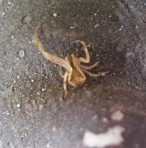Square-ended Crab Spiders