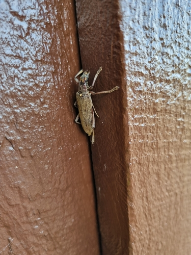 Lemon tree borer