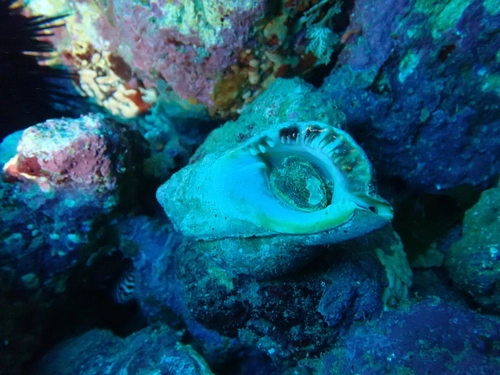 Knobbed Triton Snail