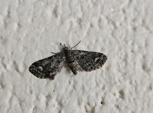 Chloroclystis inductata