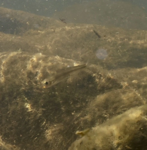 New Zealand Common Smelt