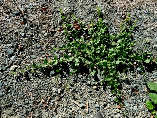 Sharp-leaved Fluellen