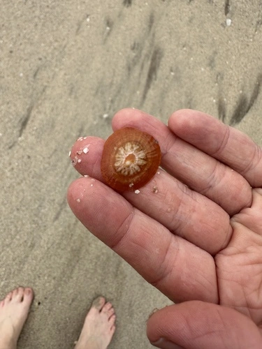 Star Limpet