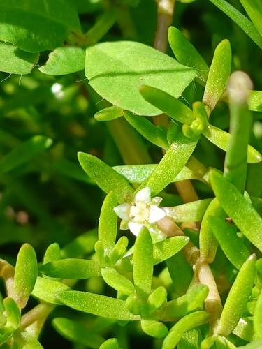 New Zealand pygmyweed