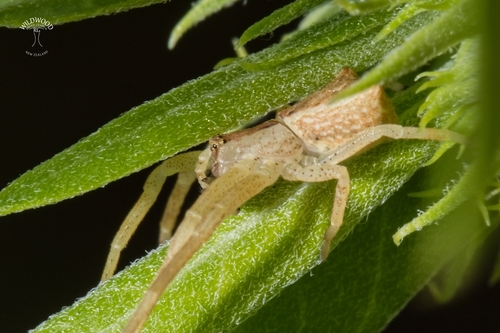 Square-ended Crab Spiders