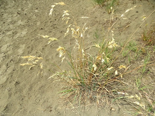 prairie grass