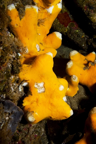 Thorecta reticulatus