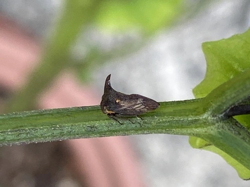 Tri-horned treehopper