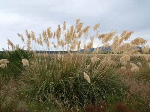 Austroderia fulvida