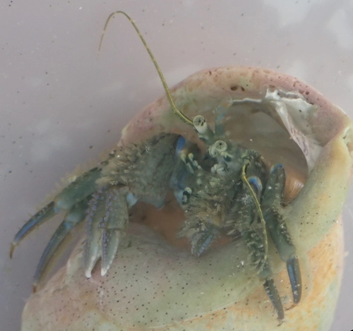 New Zealand Hermit Crab