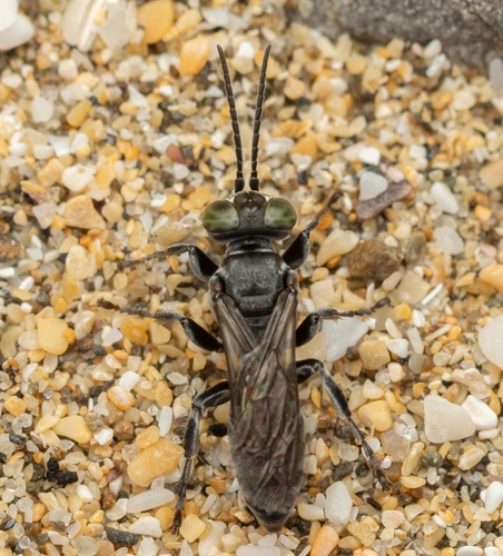 Black Cockroach-hunter Wasp