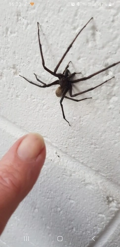 Sheetweb Spiders