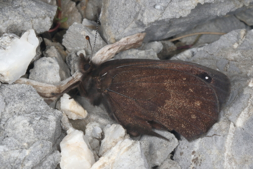 Black Mountain Ringlet