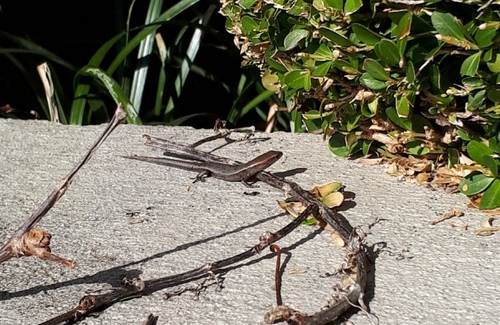 Delicate Garden Skink