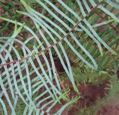 Pouched Coral Fern