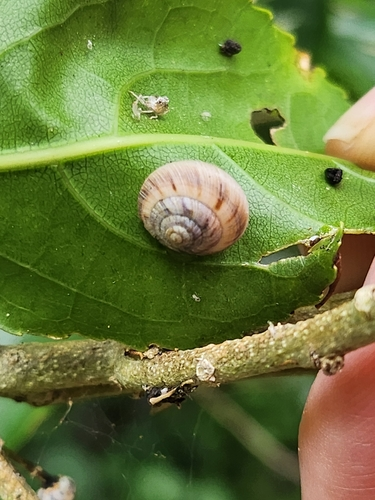 Serpho