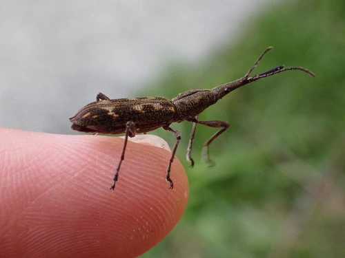 New Zealand Giraffe Weevil