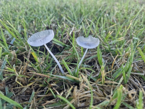 Coprinopsis sect. Lanatulae