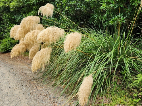 Austroderia fulvida