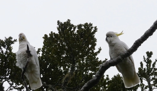 Sulphur-crested cockatoo