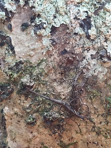 New Zealand Giraffe Weevil