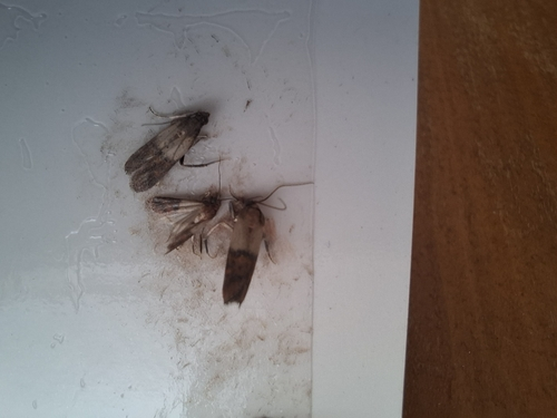 pantry moth