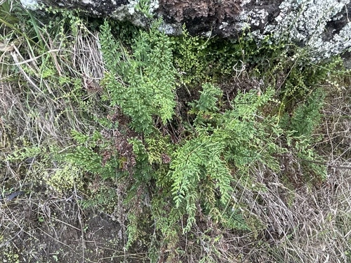 cloak fern