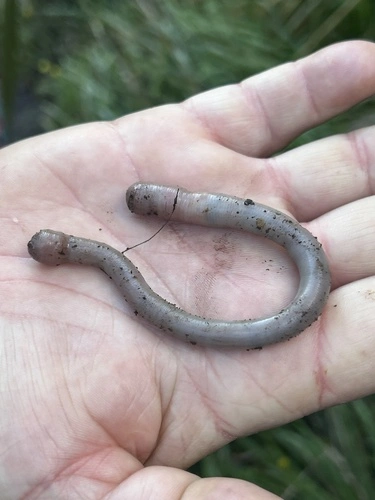 Crassiclitellata