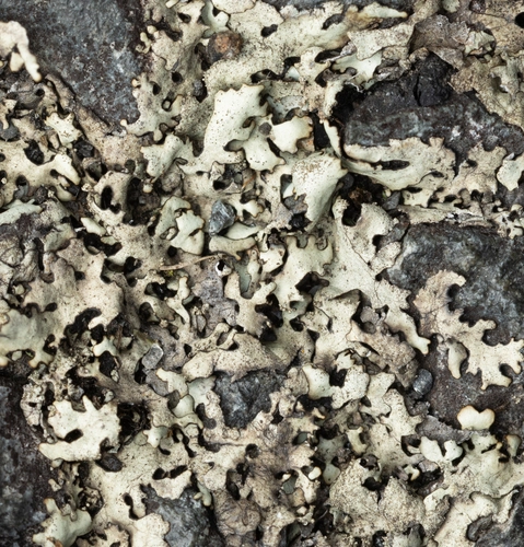 Sexy Pavement Lichen