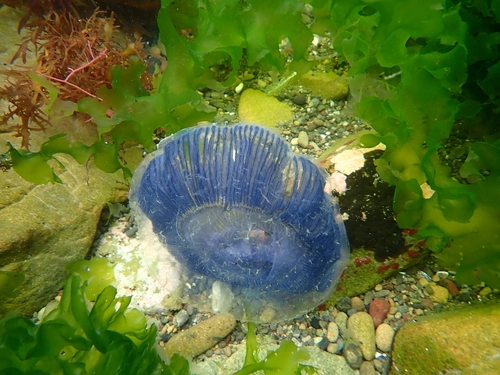 Crystal Jellies