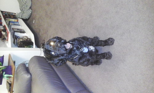 Domestic Dog
