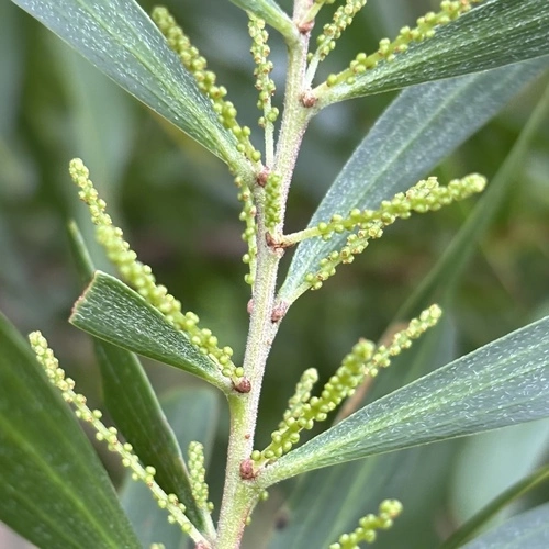 Weeping Acacia