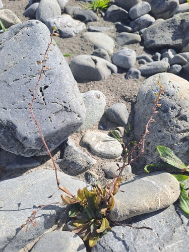 Sand-Vergissmeinnicht