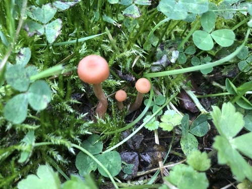 Laccaria affinis