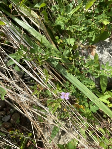 Short-fruited Willowherb