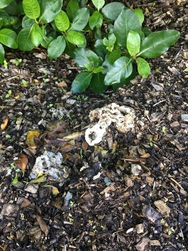 white basket fungus