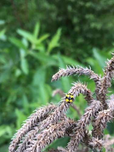 Fungus-eating ladybird