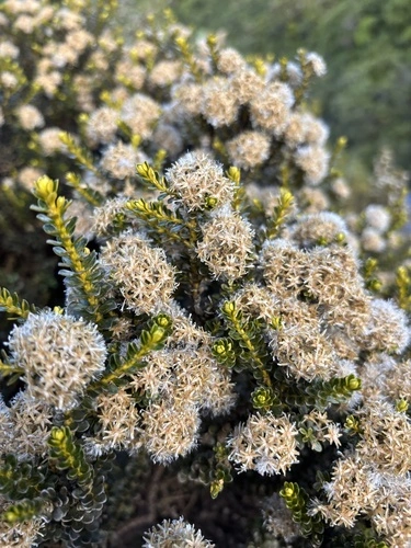 Ozothamnus vauvilliersii