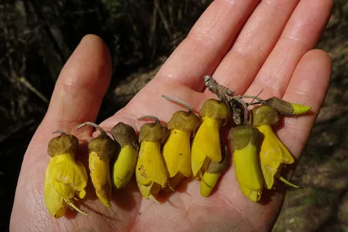 Small-leaved kowhai