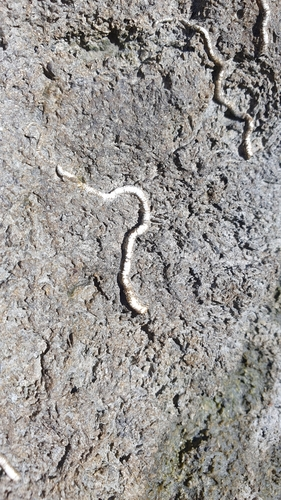 Serpulid Tubeworms