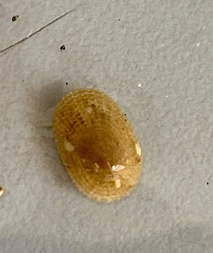 Tugali elegans