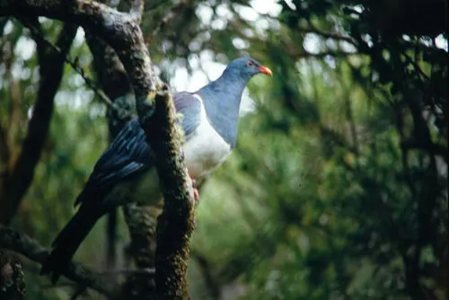 Chatham Island Pigeon