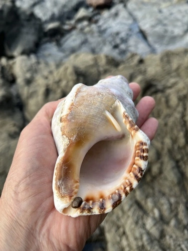 Knobbed Triton Snail