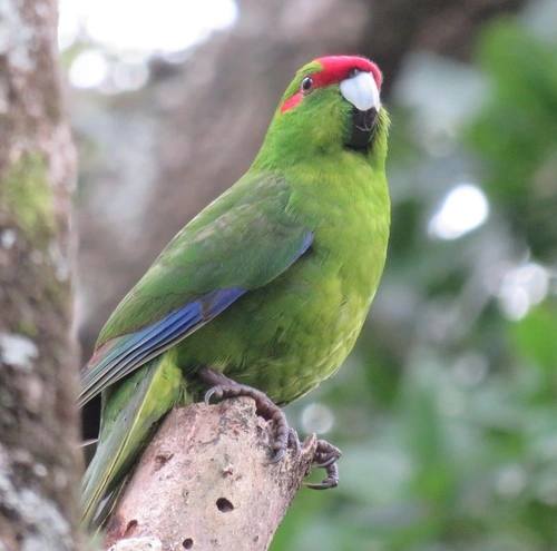 Mainland Red-crowned Parakeet