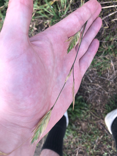prairie grass